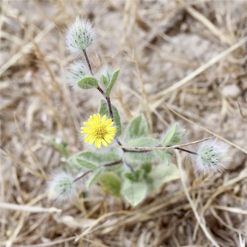 Pentanema divaricatum photo 3