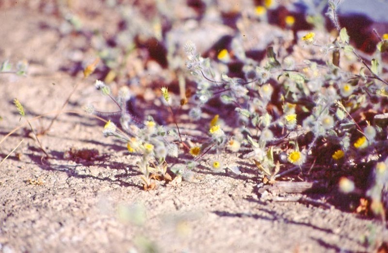 Pentanema divaricatum photo 4