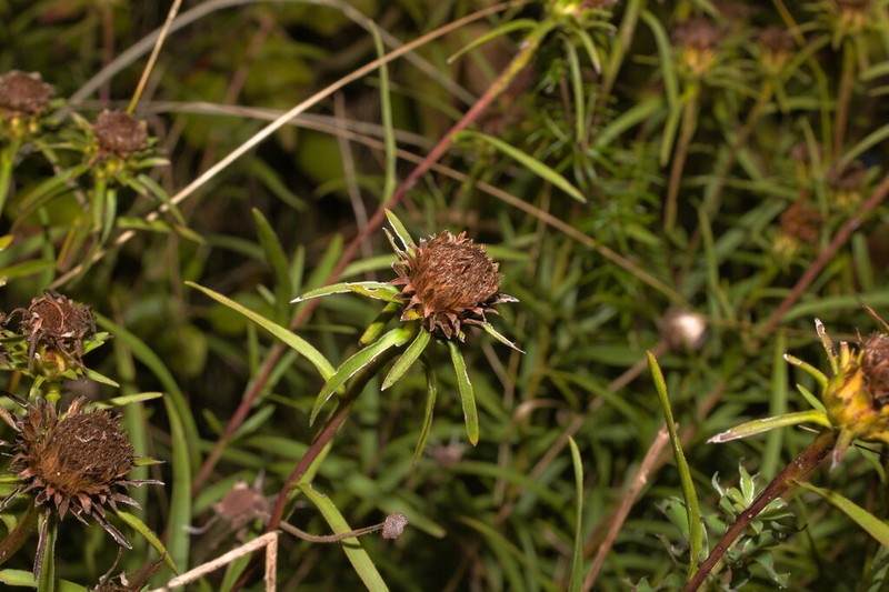 Pentanema ensifolium