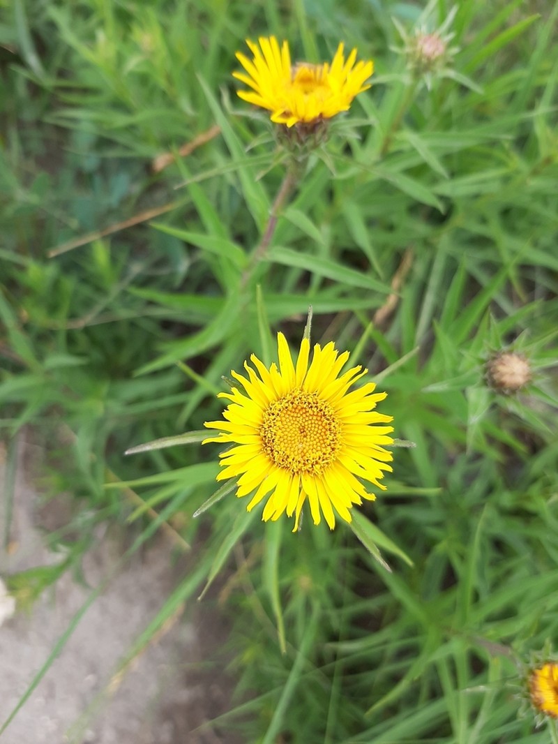 Pentanema ensifolium photo 2