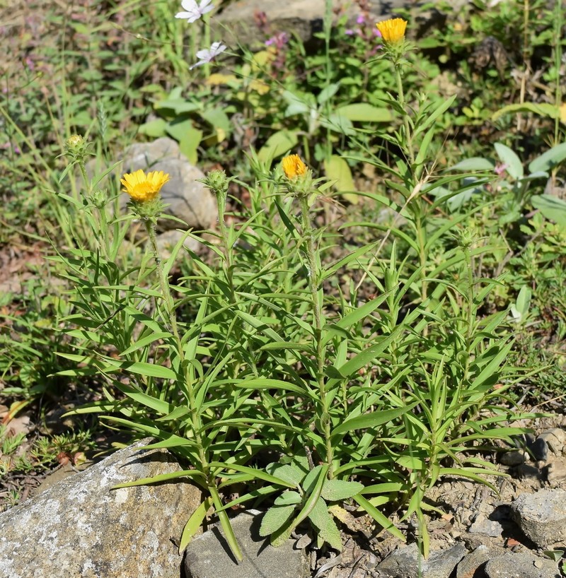 Pentanema ensifolium photo 3