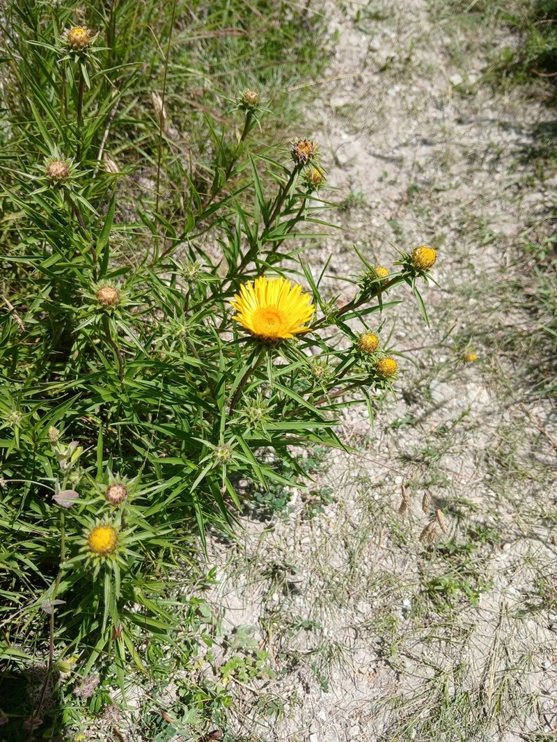 Pentanema ensifolium photo 4