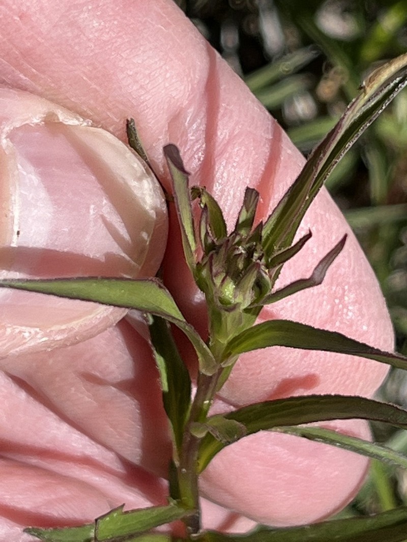 Pentanema ensifolium photo 5
