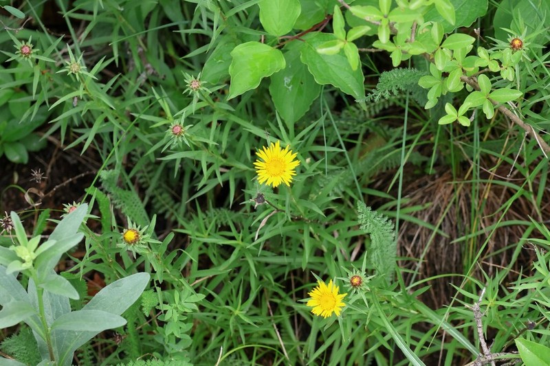 Pentanema ensifolium photo 6