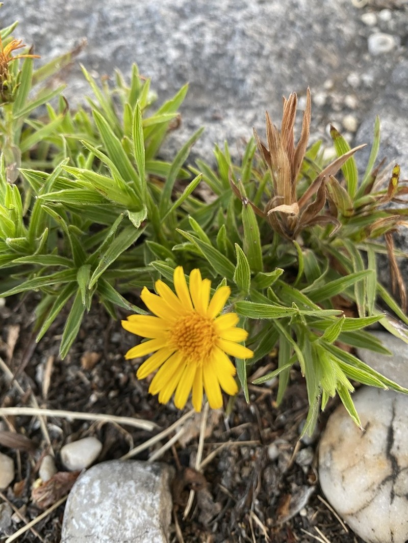Pentanema ensifolium photo 7