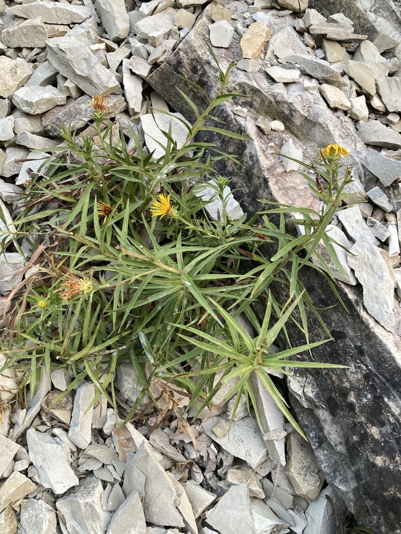 Pentanema ensifolium photo 8