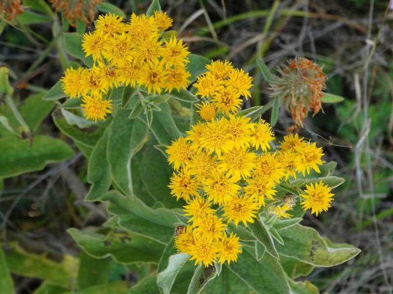 Pentanema germanicum photo 2