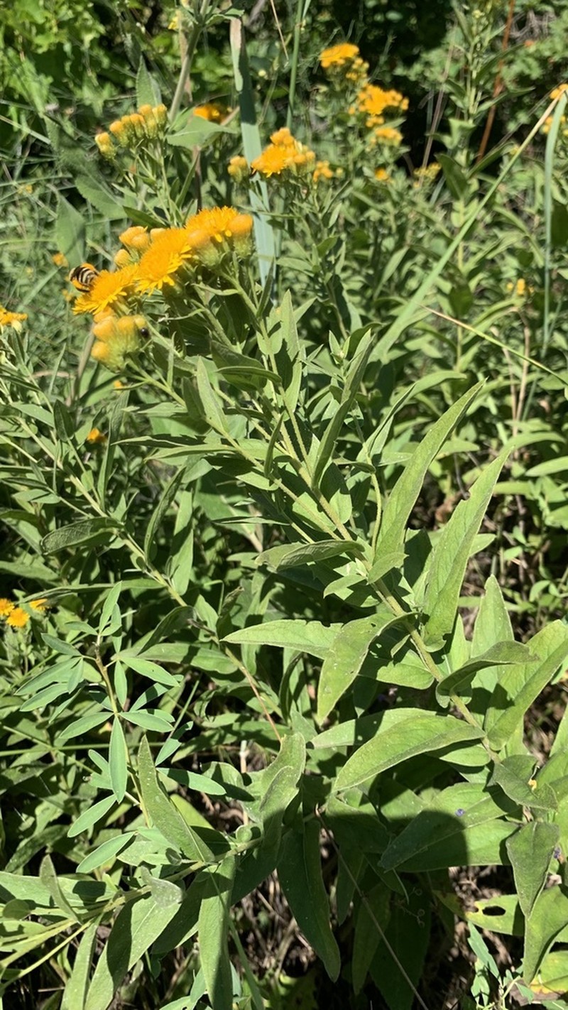 Pentanema germanicum photo 3