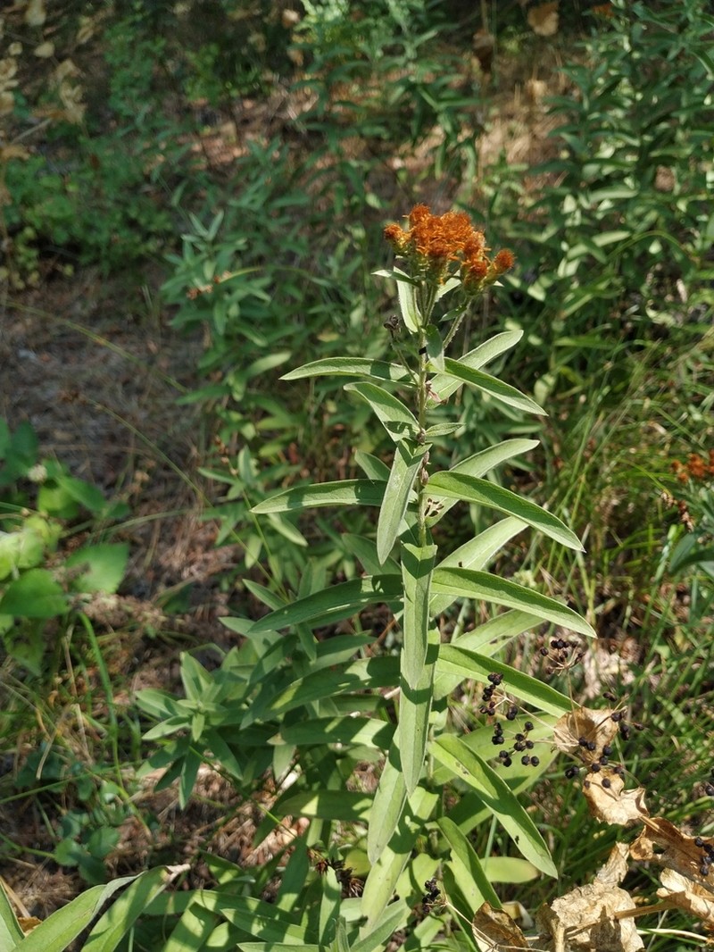 Pentanema germanicum photo 4