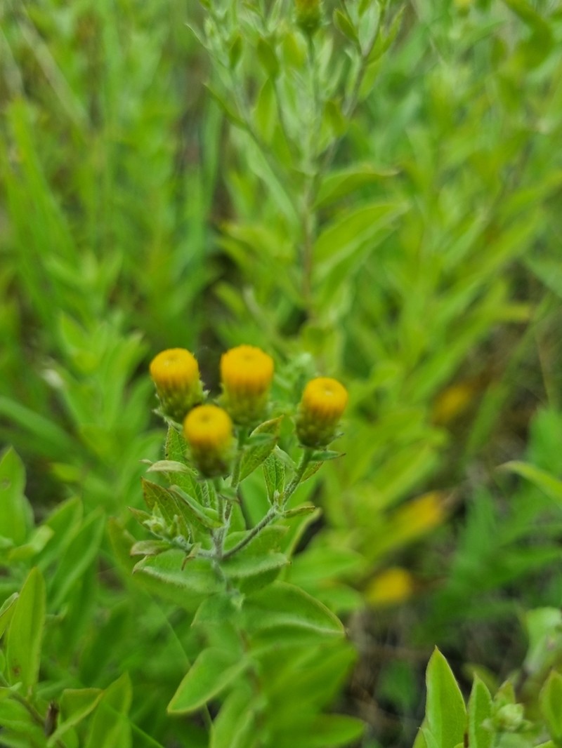 Pentanema germanicum photo 5