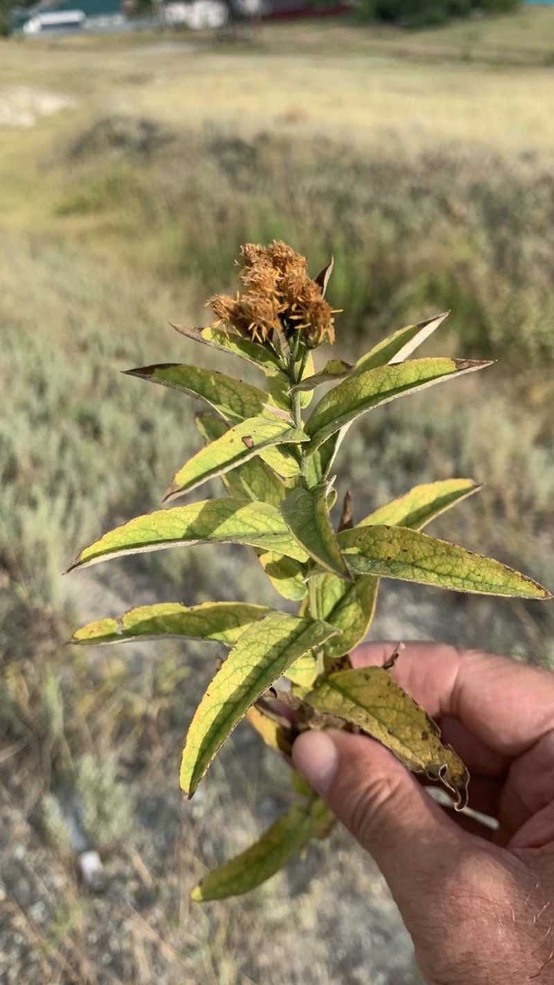 Pentanema germanicum photo 6