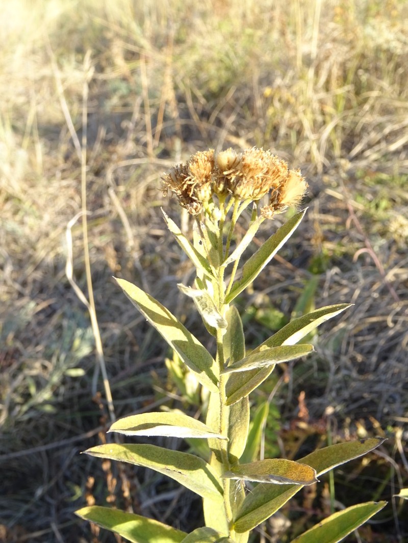 Pentanema germanicum photo 7