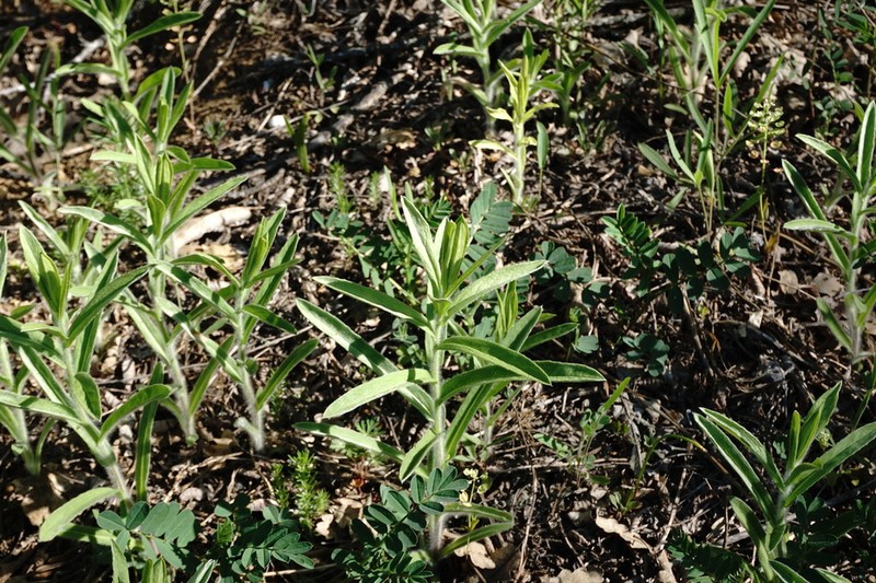 Pentanema germanicum photo 8