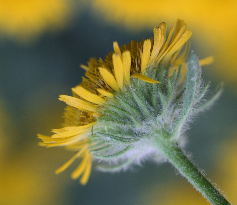 Pentanema helenioides