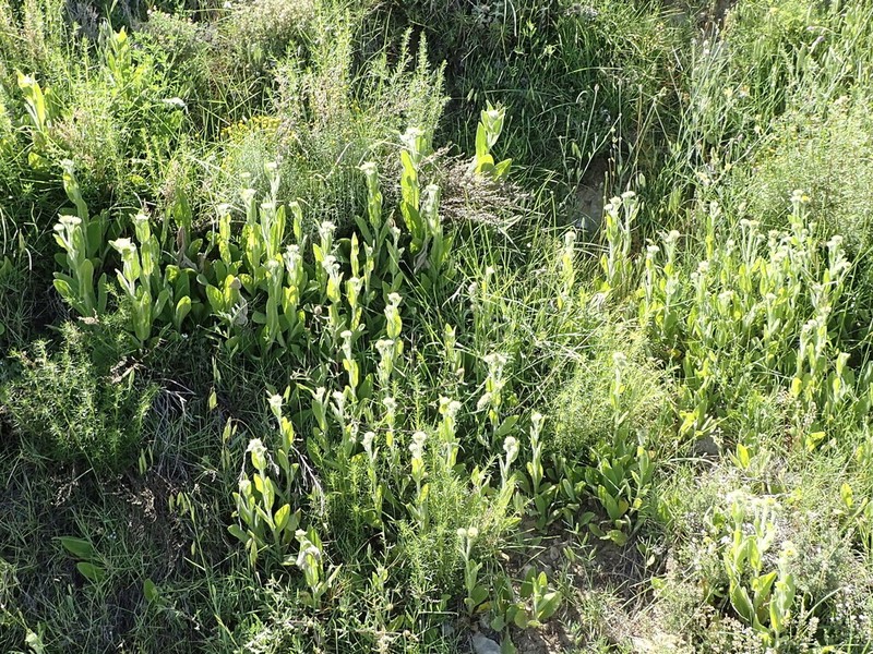 Pentanema helenioides photo 2