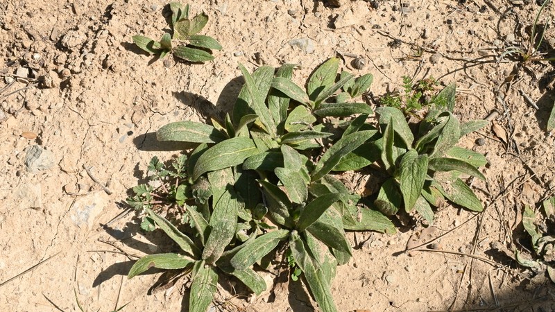 Pentanema helenioides photo 3