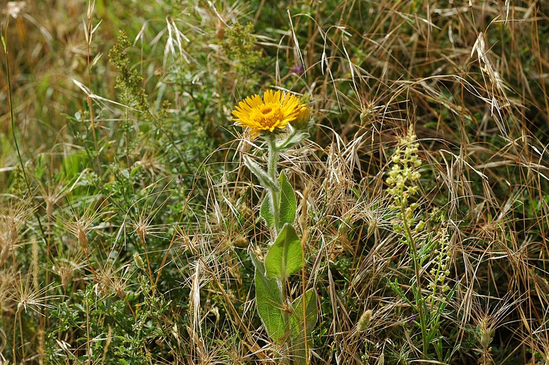 Pentanema helenioides photo 4
