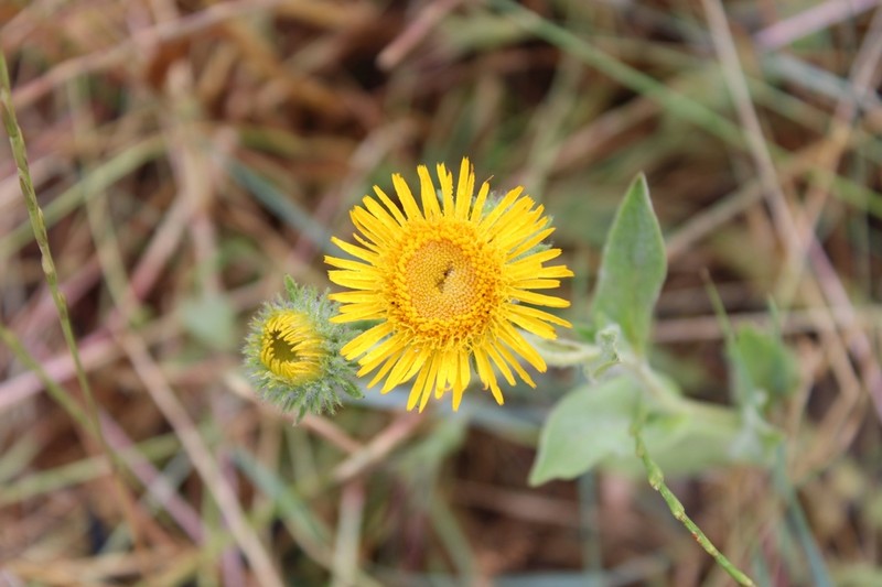 Pentanema helenioides photo 5