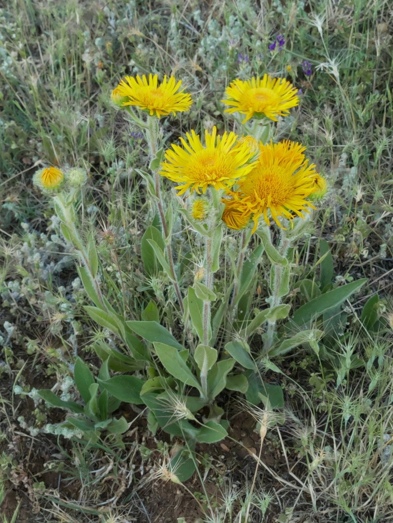 Pentanema helenioides photo 6