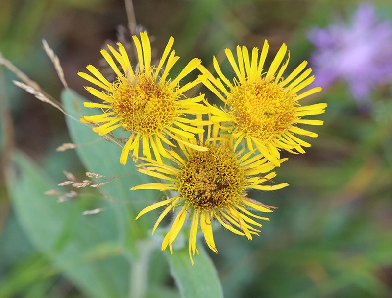Pentanema helenioides photo 7