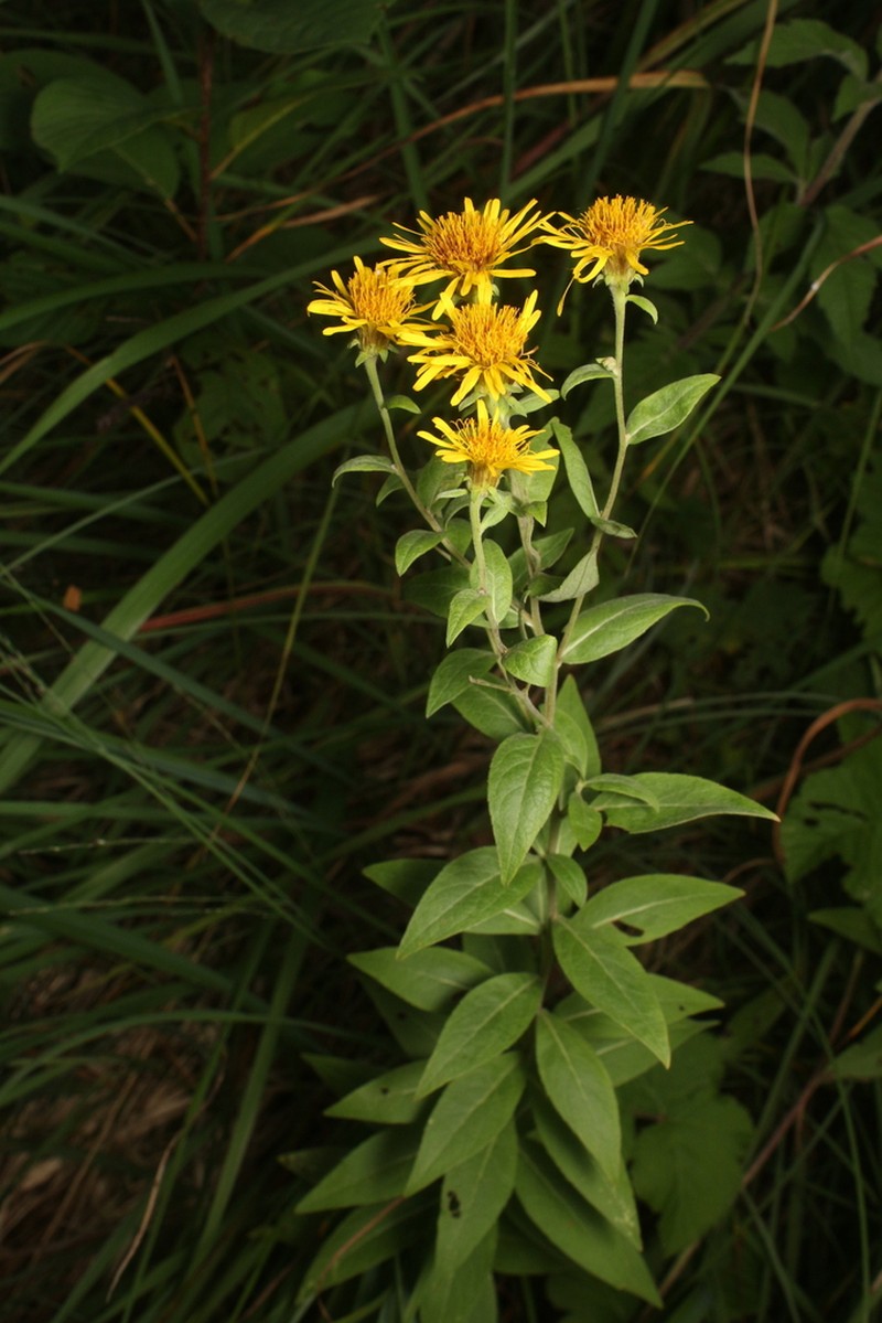 Pentanema helveticum photo 2