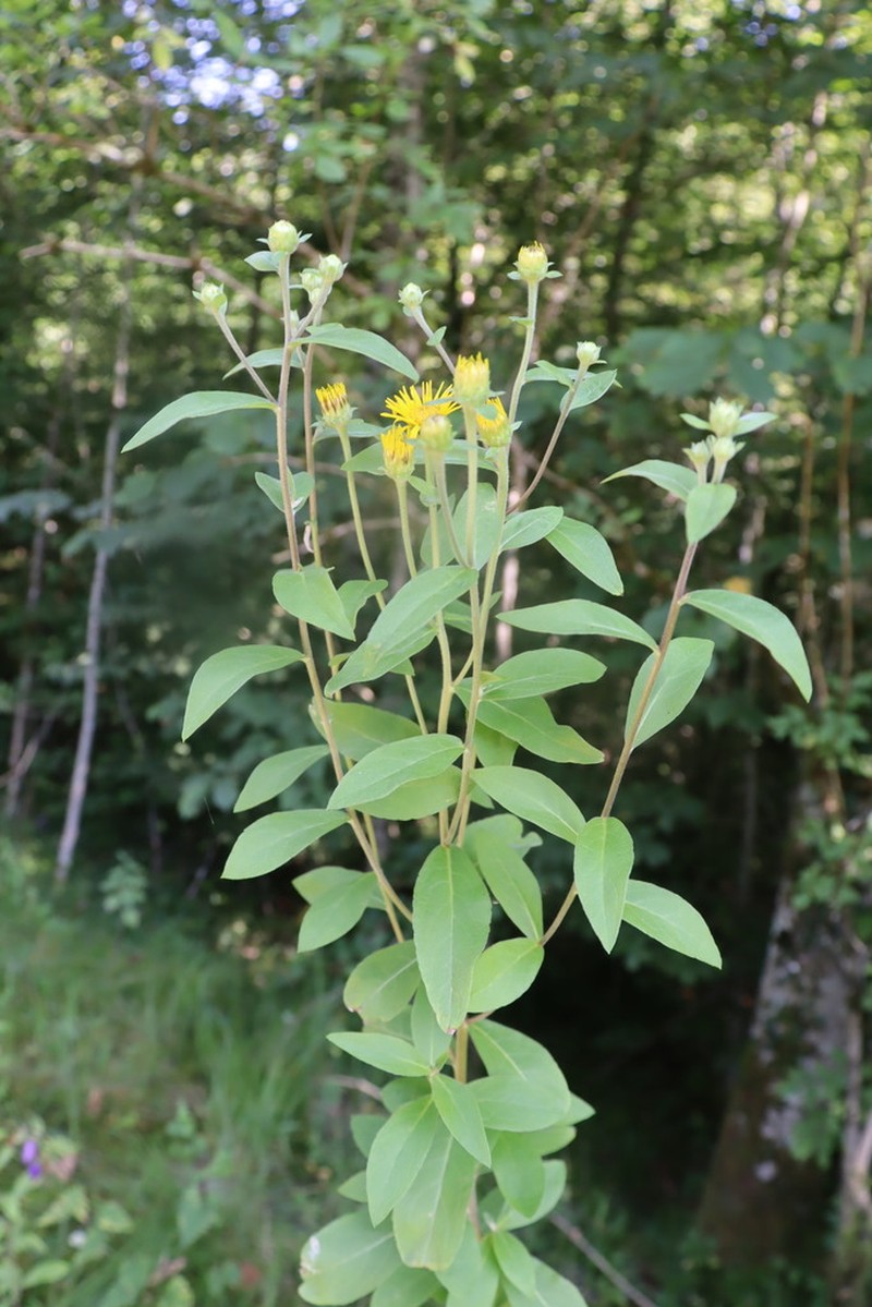 Pentanema helveticum photo 3