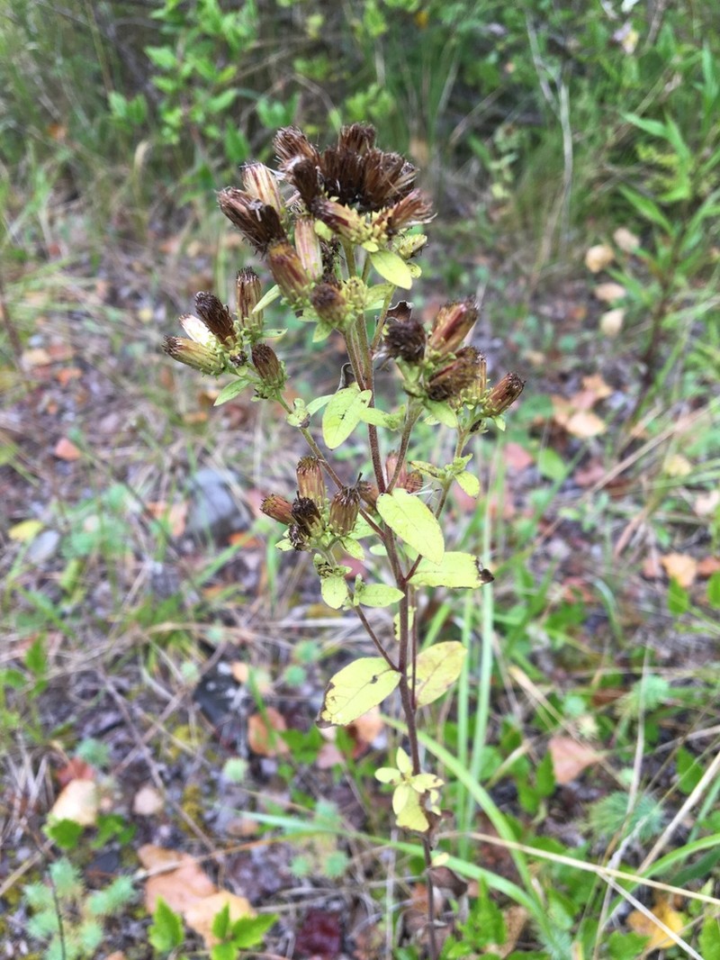 Pentanema helveticum photo 4