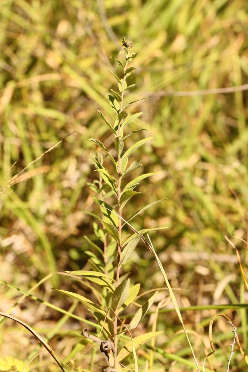 Pentanema helveticum photo 5