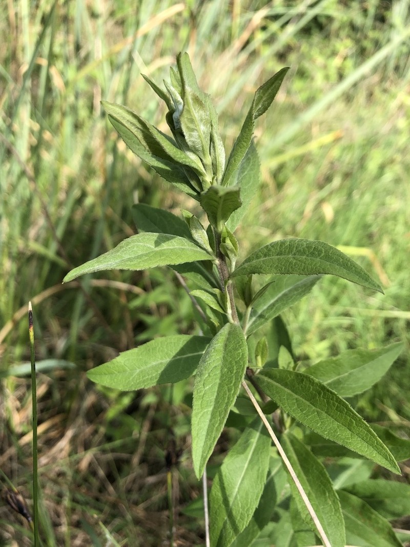 Pentanema helveticum photo 6