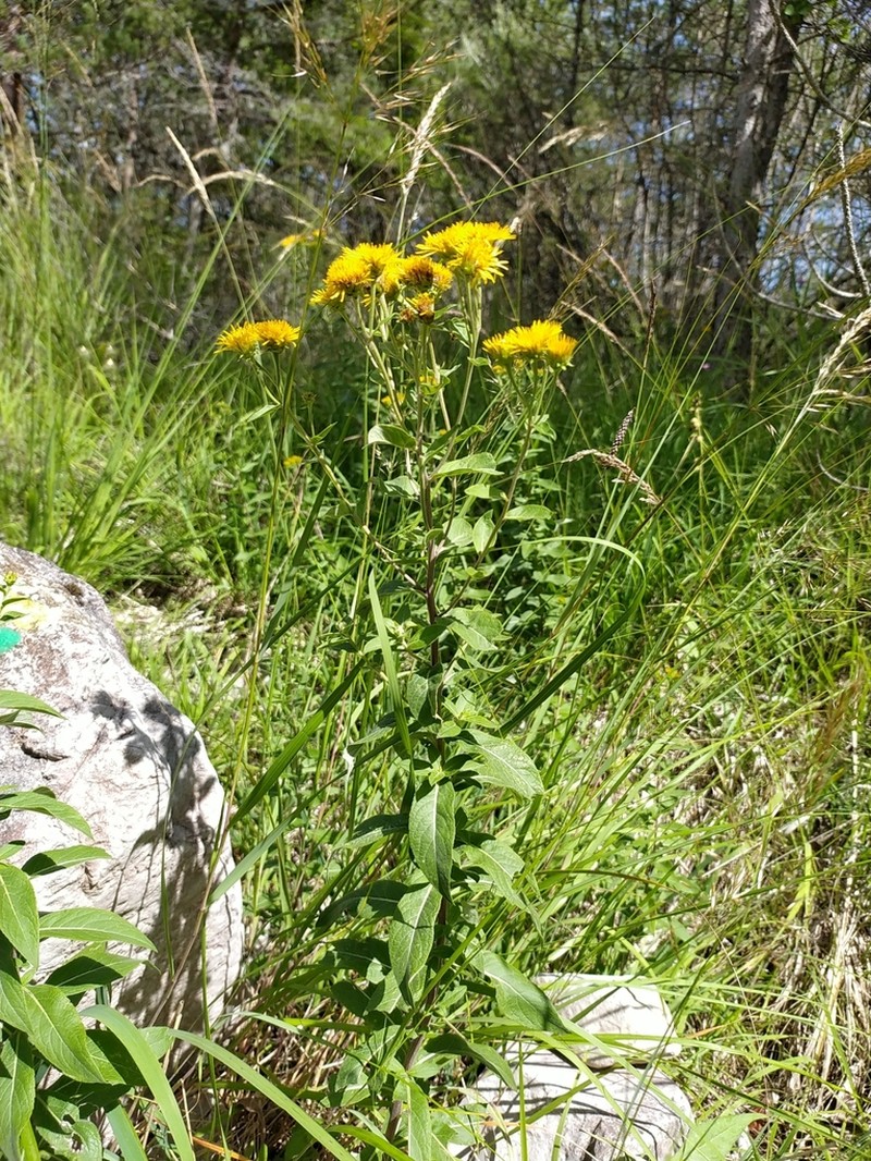 Pentanema helveticum photo 7