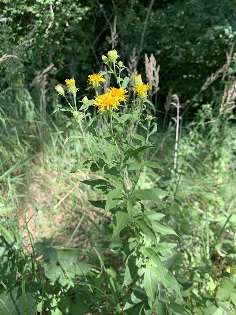 Pentanema helveticum photo 8