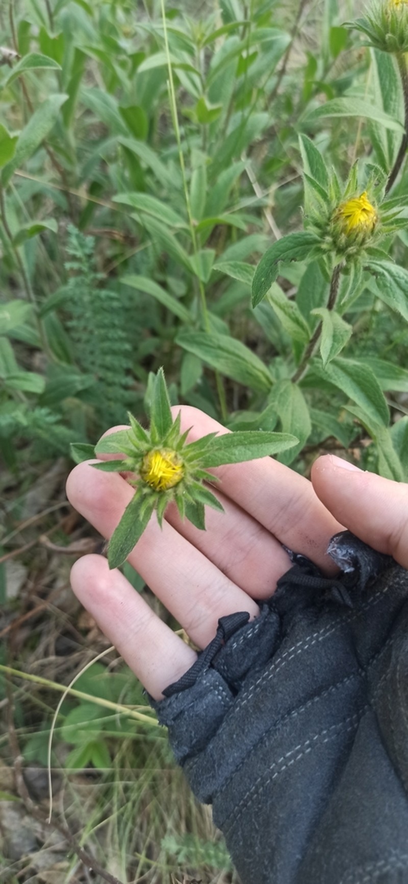 Pentanema hirtum photo 3