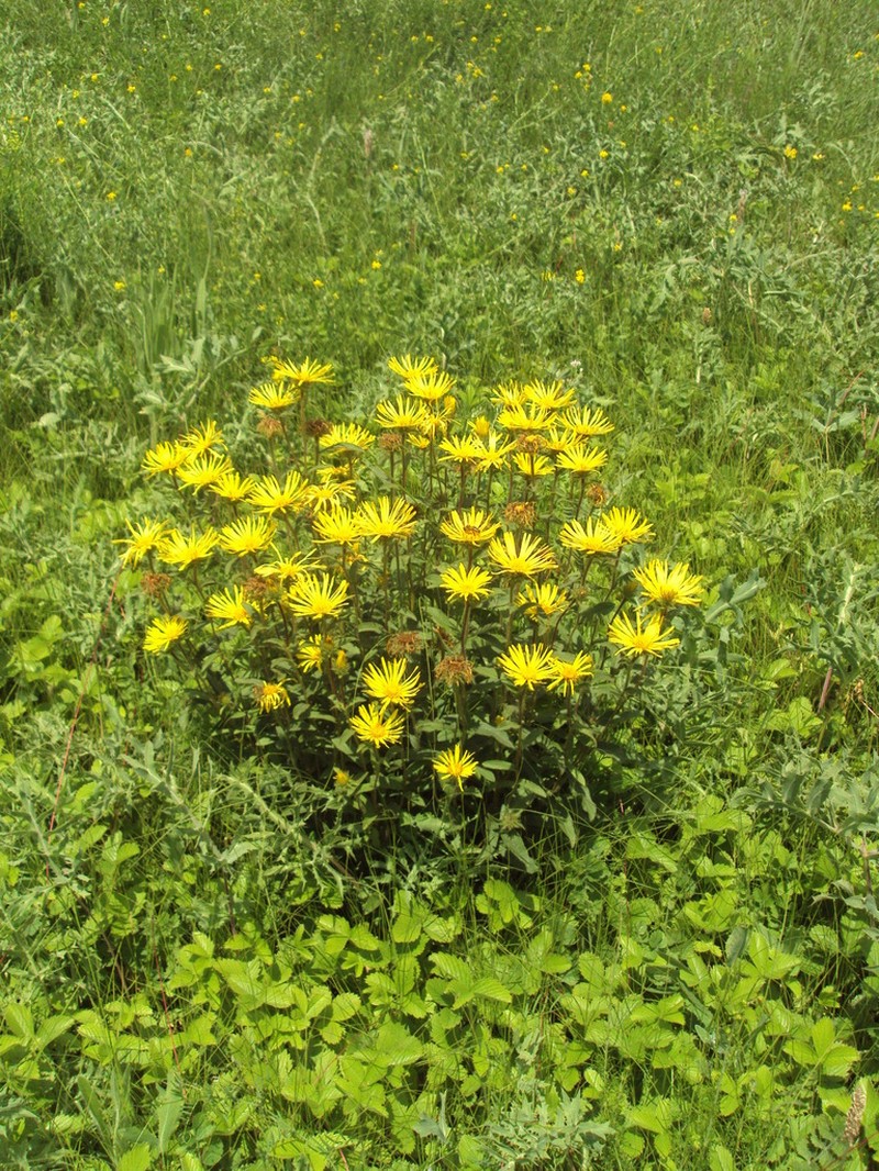 Pentanema hirtum photo 5