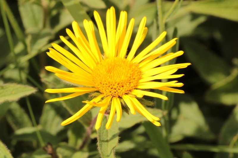 Pentanema hirtum photo 6
