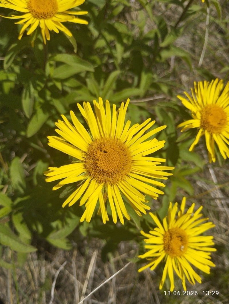 Pentanema hirtum photo 8