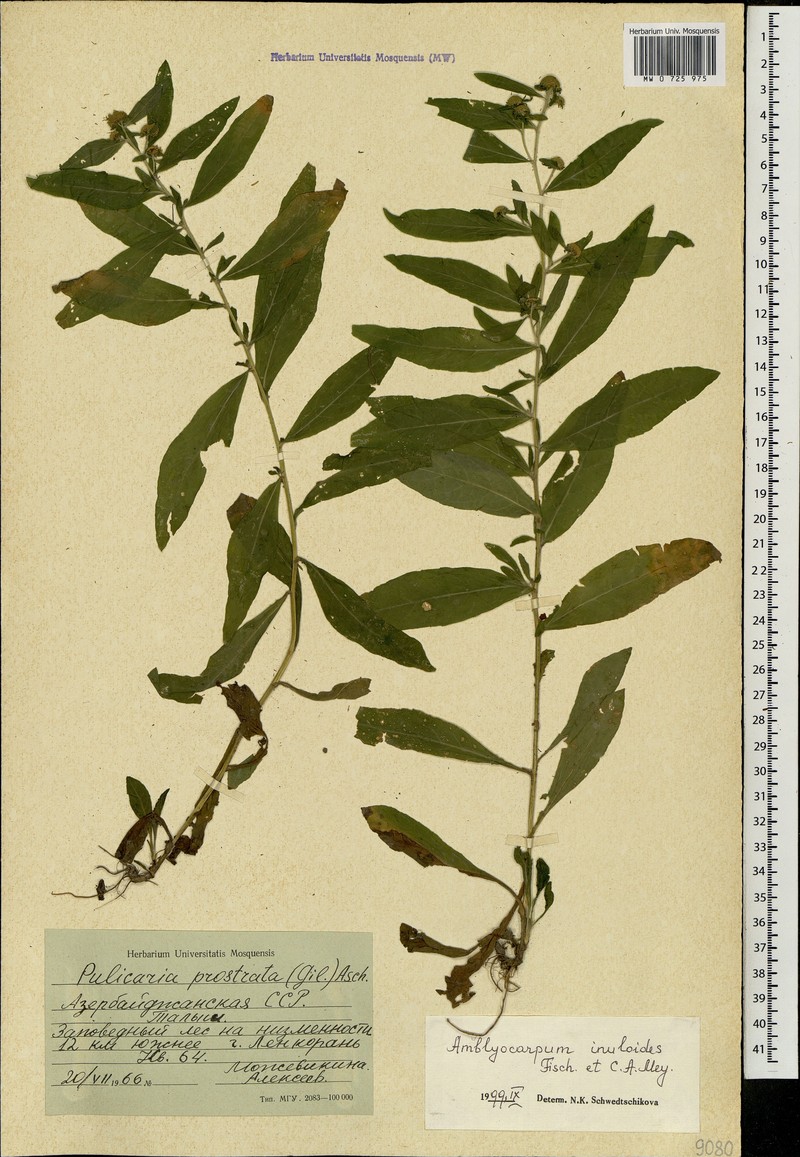 Pentanema inuloides