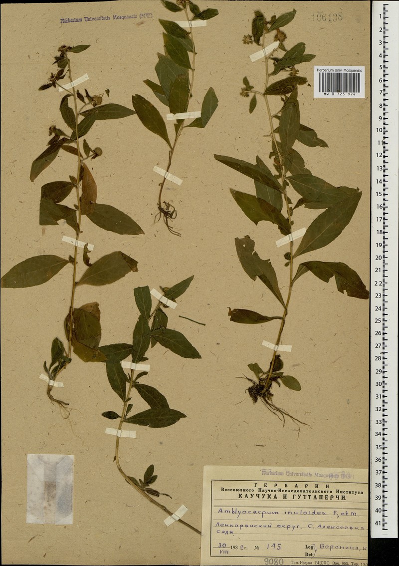 Pentanema inuloides photo 2