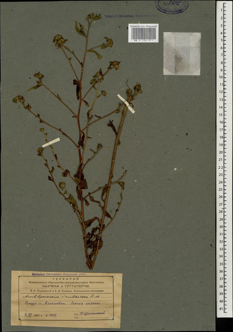 Pentanema inuloides photo 3