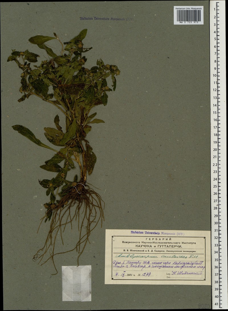 Pentanema inuloides photo 4