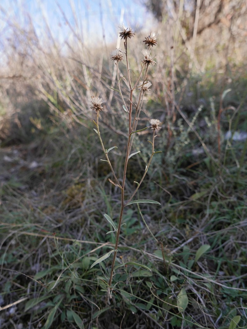 Pentanema langeanum