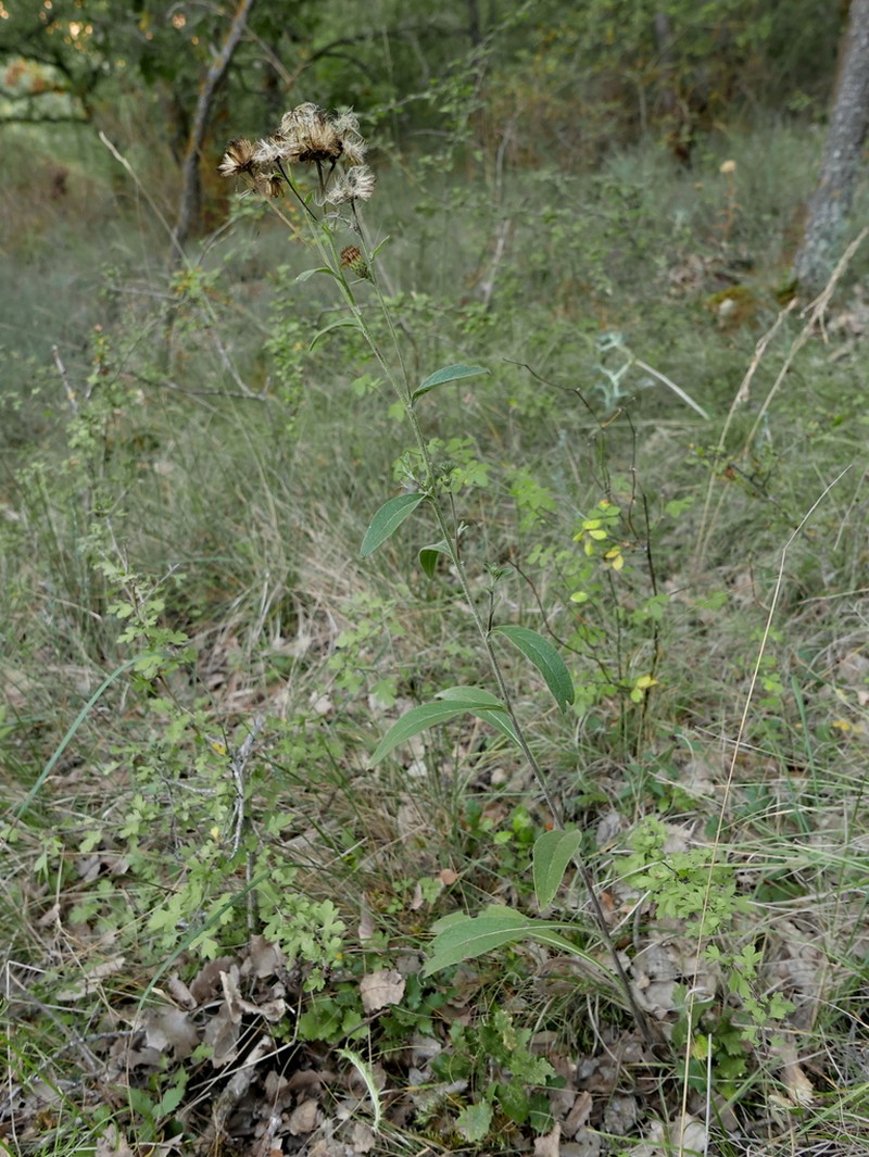 Pentanema langeanum photo 2