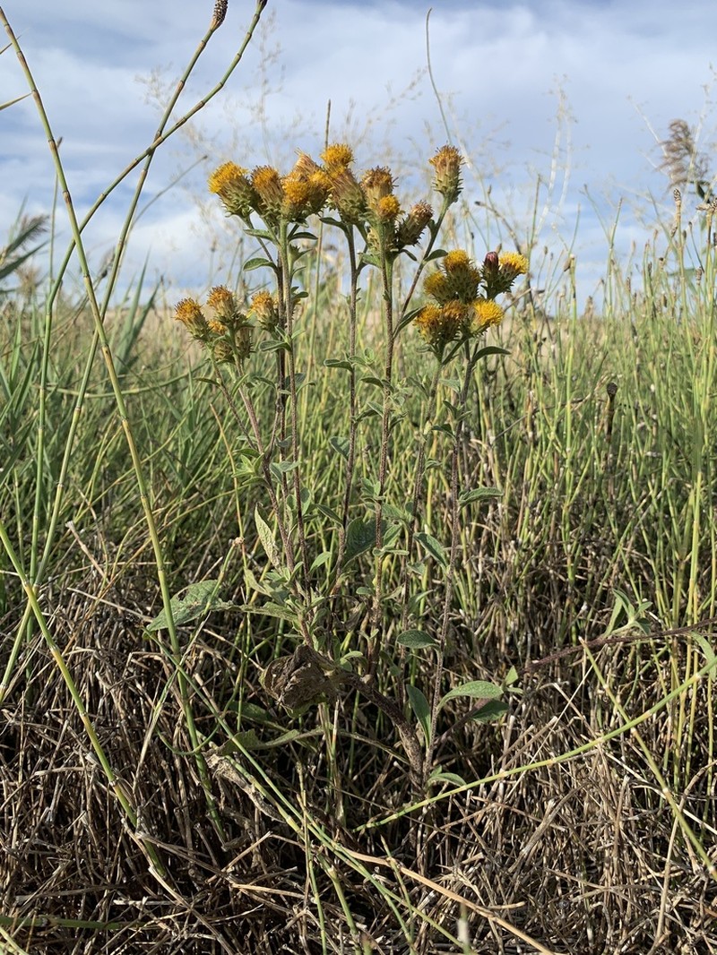 Pentanema langeanum photo 3