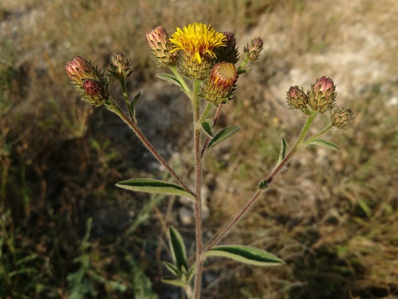 Pentanema langeanum photo 4