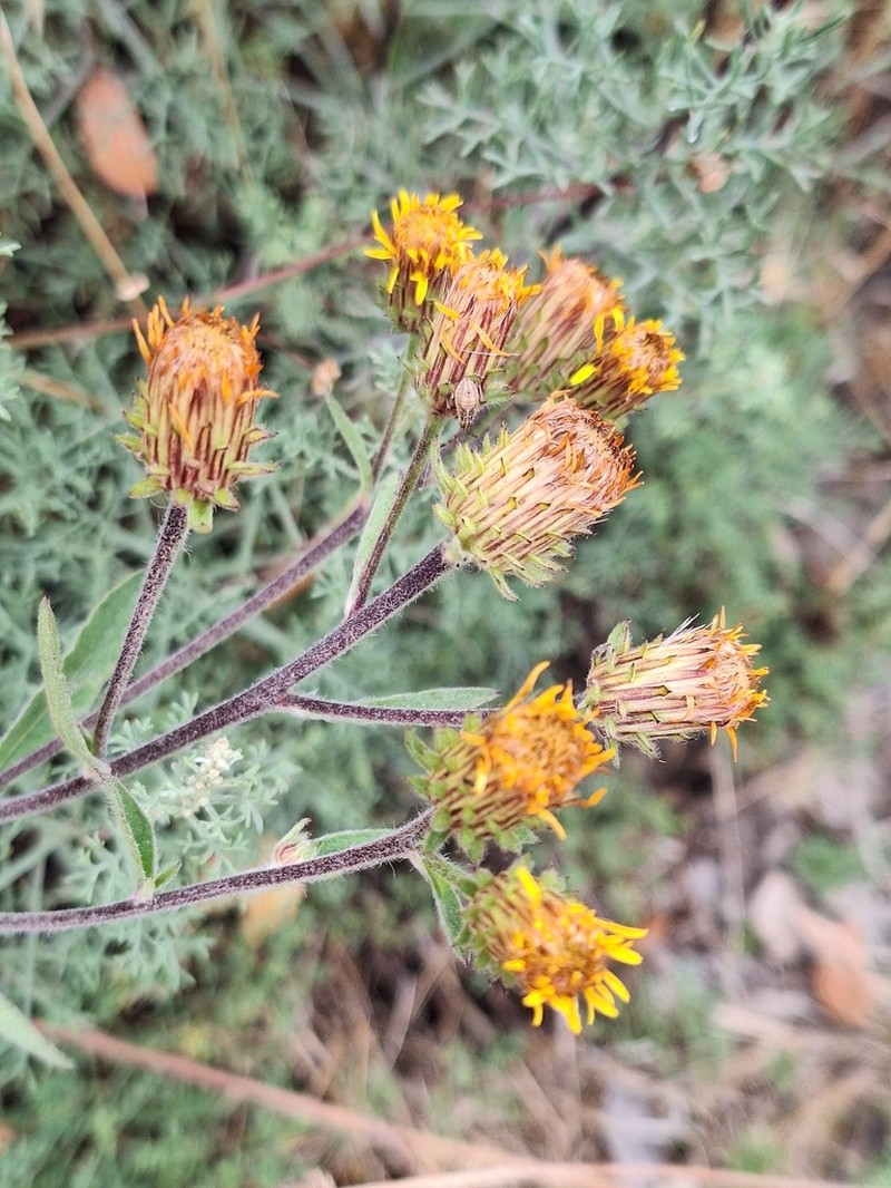 Pentanema langeanum photo 5