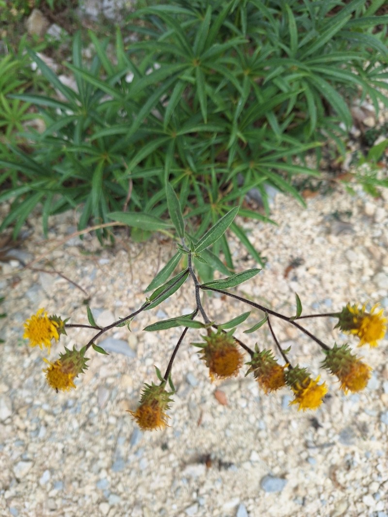 Pentanema langeanum photo 6