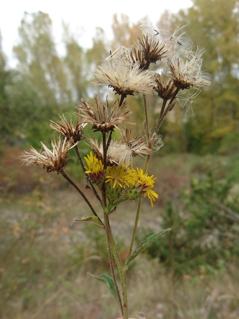 Pentanema langeanum photo 7