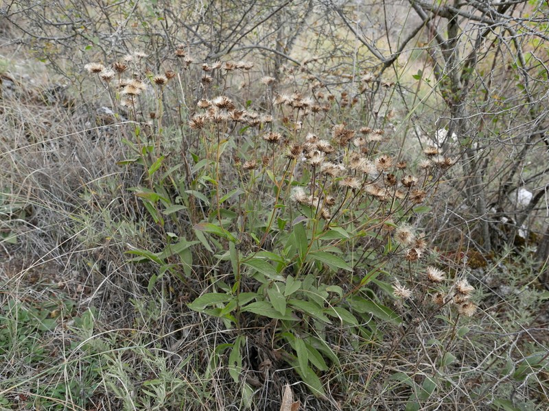 Pentanema langeanum photo 8