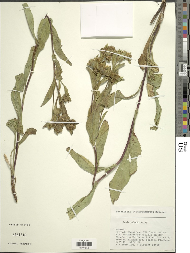 Pentanema maletii