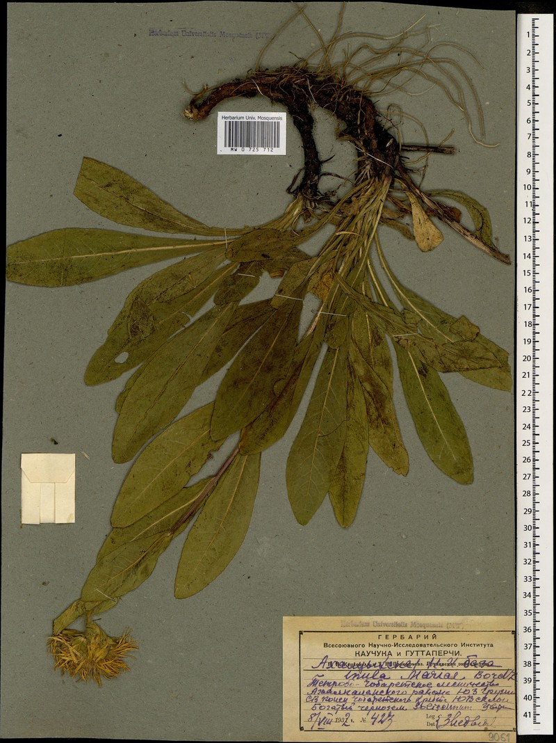 Pentanema mariae