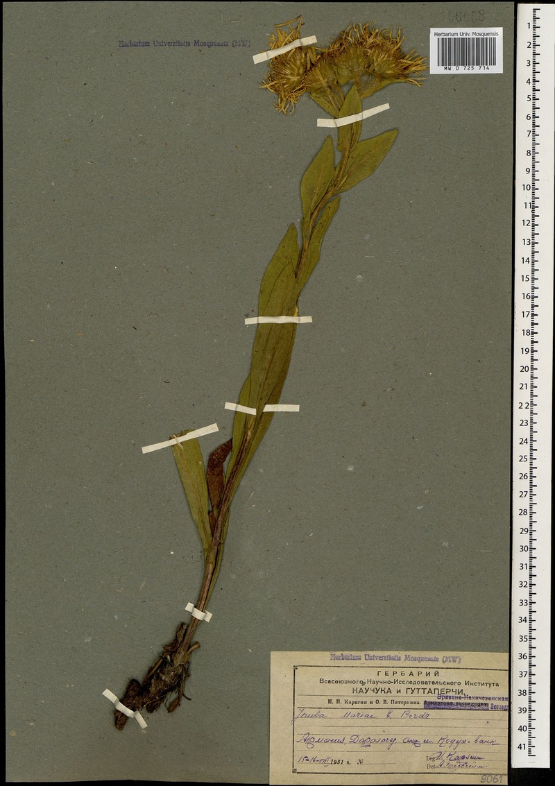 Pentanema mariae photo 2